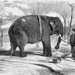 ¿Un Elefante contra un Toro Bravo en Córdoba? La Insólita Batalla que Paralizó la Ciudad en 1865