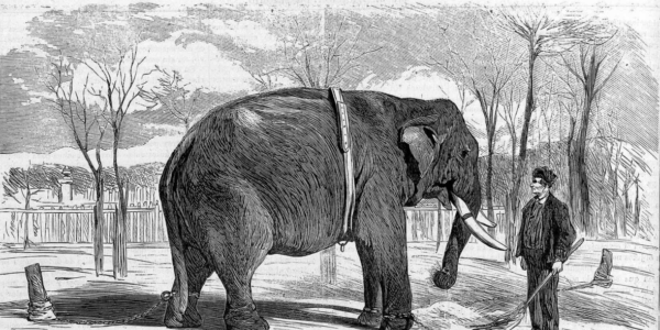 ¿Un Elefante contra un Toro Bravo en Córdoba? La Insólita Batalla que Paralizó la Ciudad en 1865