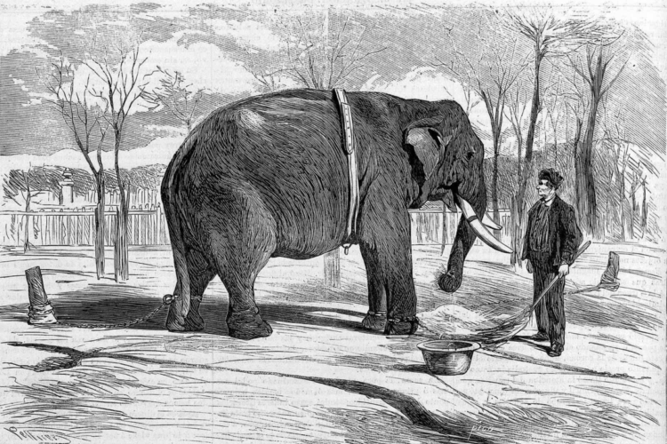 ¿Un Elefante contra un Toro Bravo en Córdoba? La Insólita Batalla que Paralizó la Ciudad en 1865