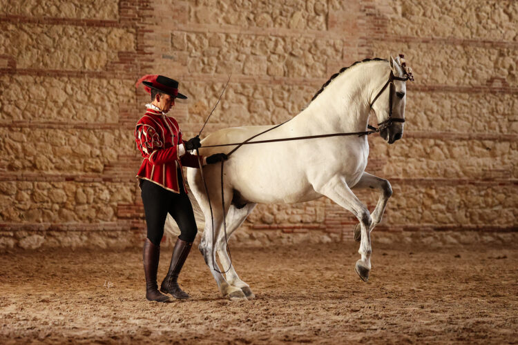 El Arte de la Doma Cordobesa: El Diálogo Silencioso entre el Jinete y el Caballo Andaluz