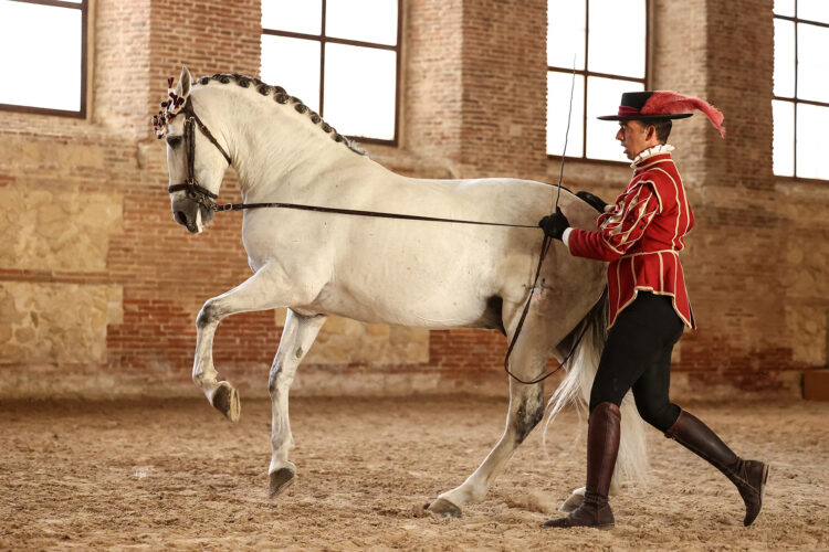 El Arte de la Doma Cordobesa: El Diálogo Silencioso entre el Jinete y el Caballo Andaluz