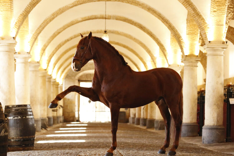 El Arte de la Doma Cordobesa: El Diálogo Silencioso entre el Jinete y el Caballo Andaluz