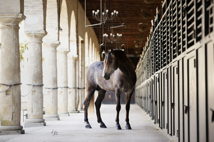 El Arte de la Doma Cordobesa: El Diálogo Silencioso entre el Jinete y el Caballo Andaluz